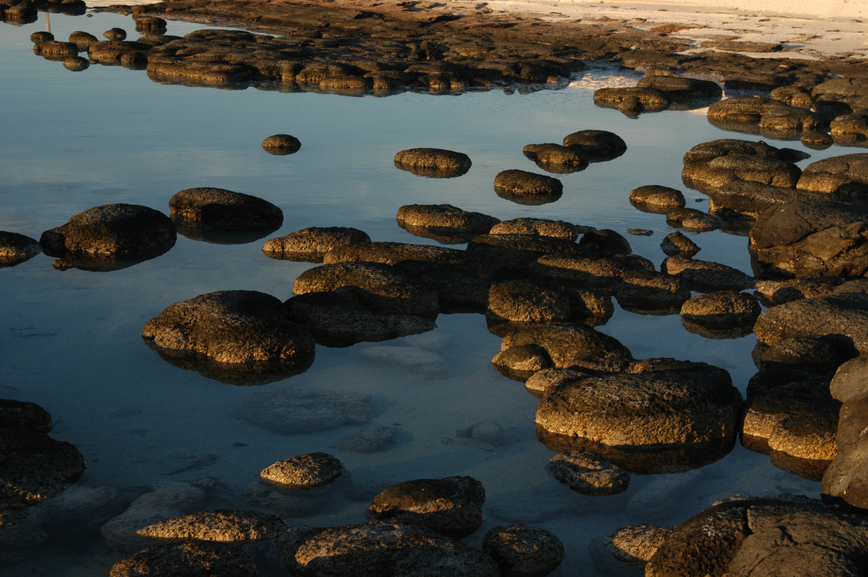 Photo of stromatolites on Australian coast