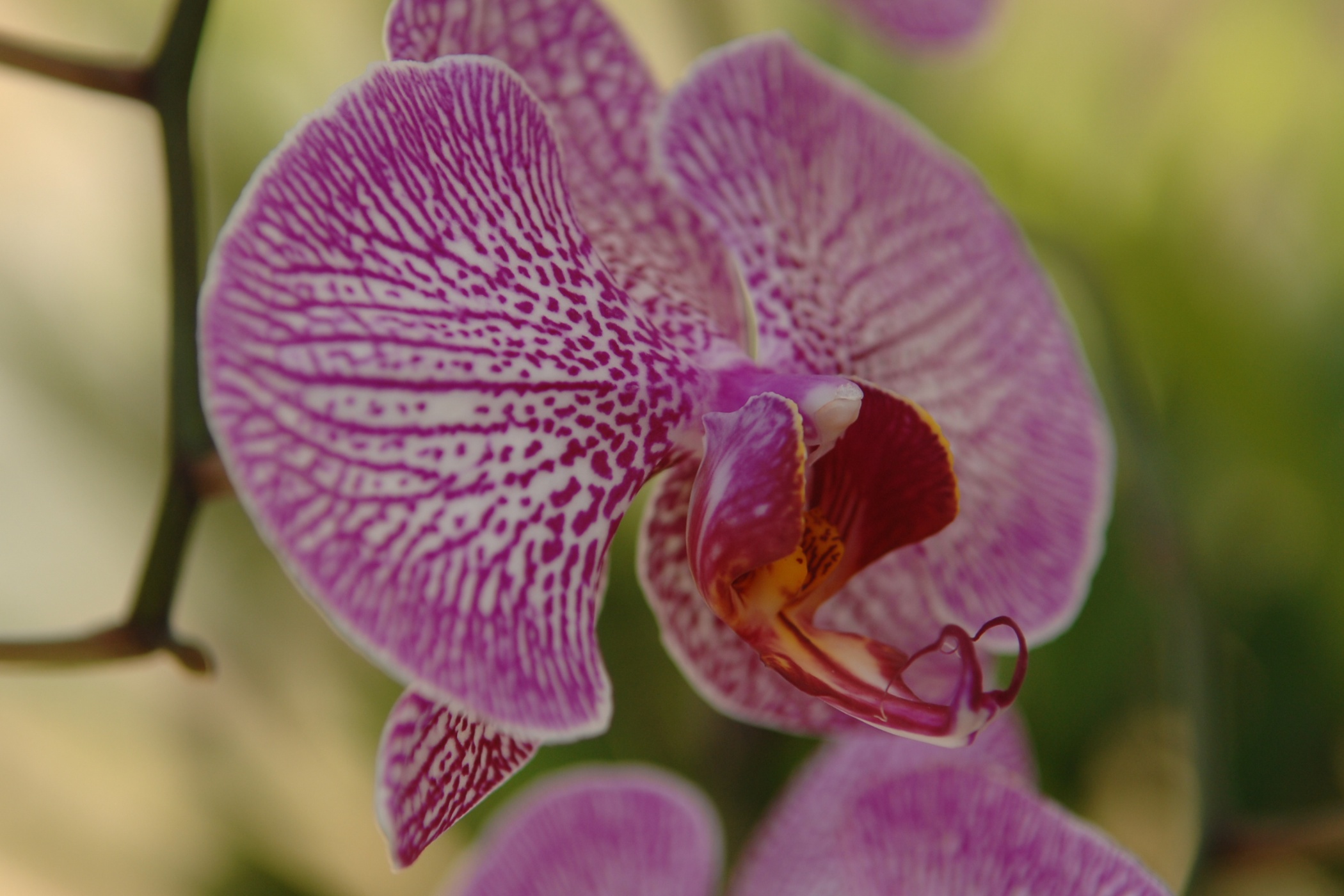 Arthur Kaplan Orchid Conservatory