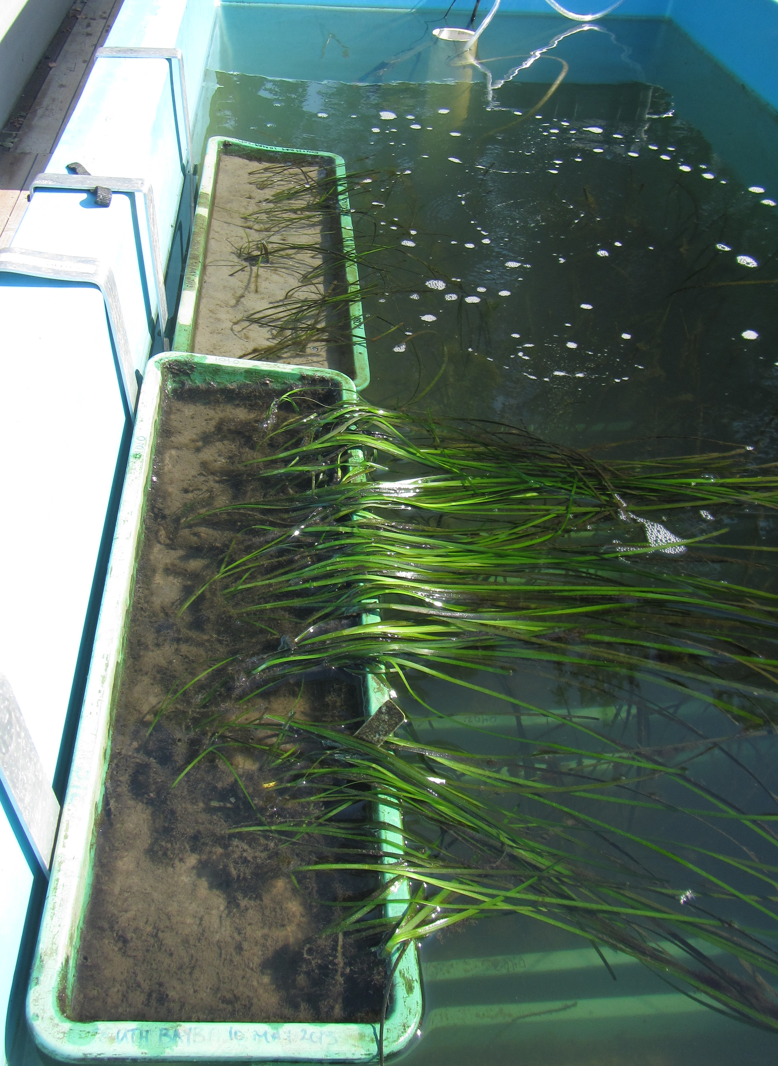 Photo of eelgrasses growing at aqua-farm
