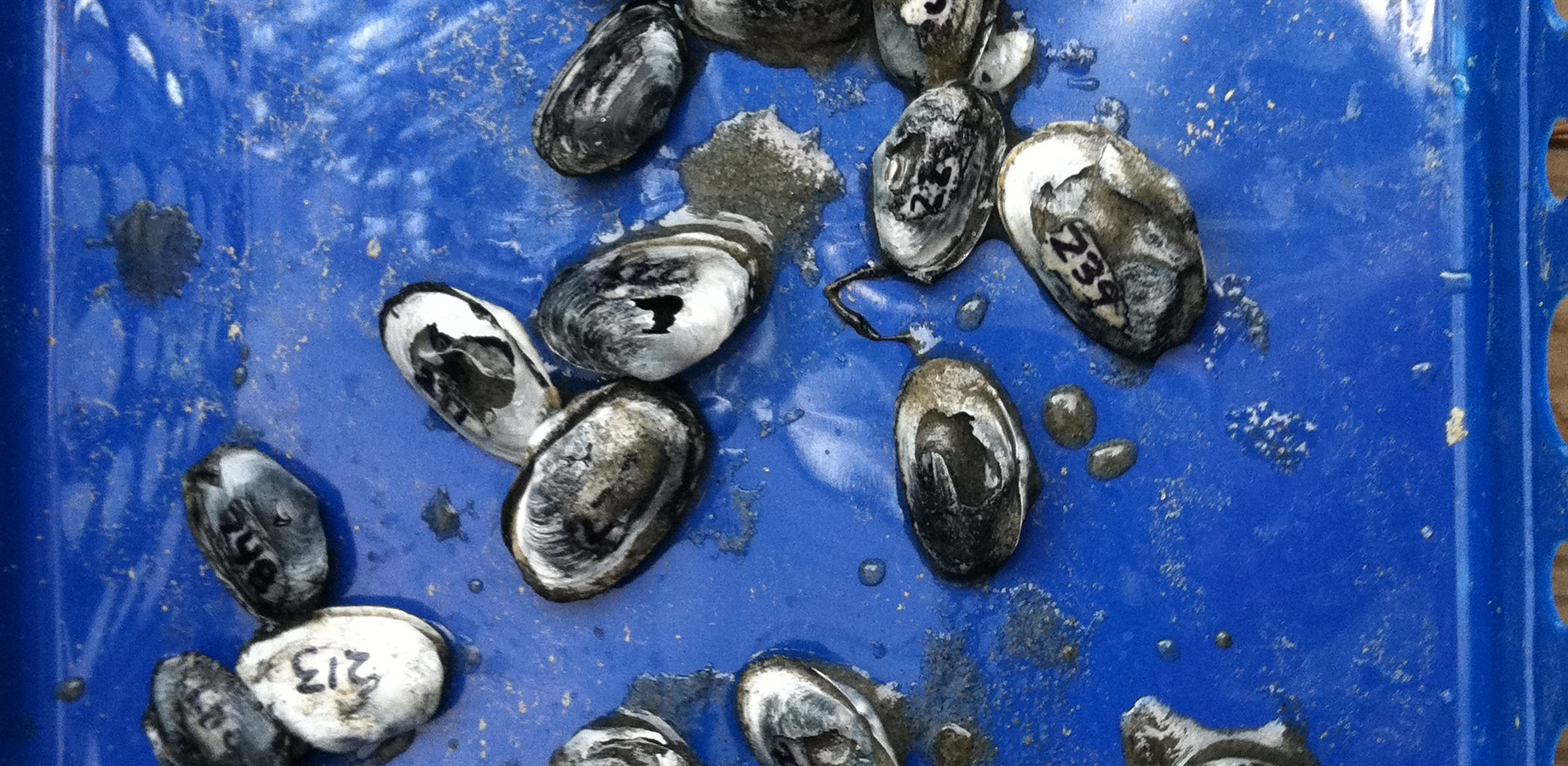 Photo of clams that were placed in acidified waters.