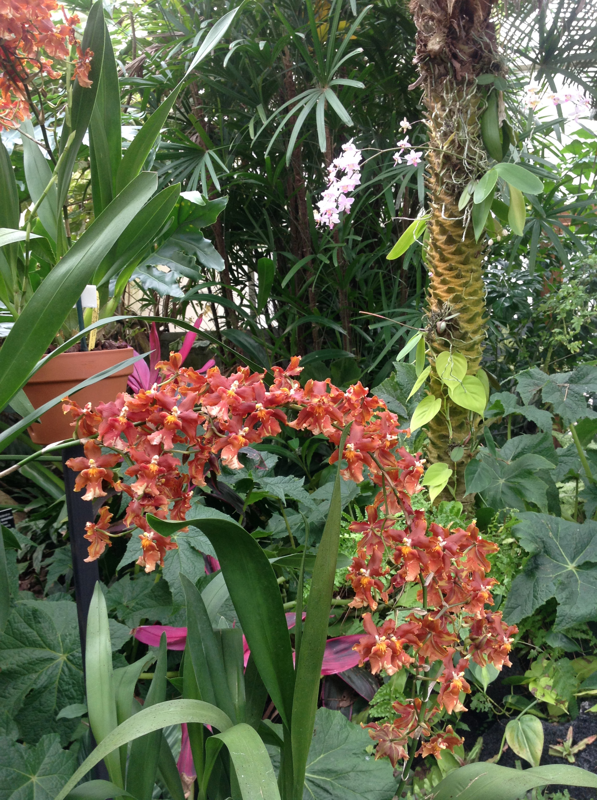Photo of orchids at Botanical Garden display
