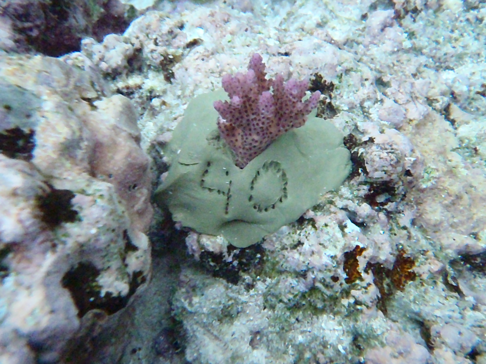 this is a photo of transplanted coral
