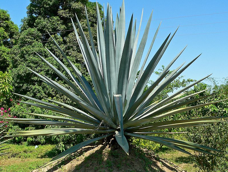 this is a photo of a blue agave plant