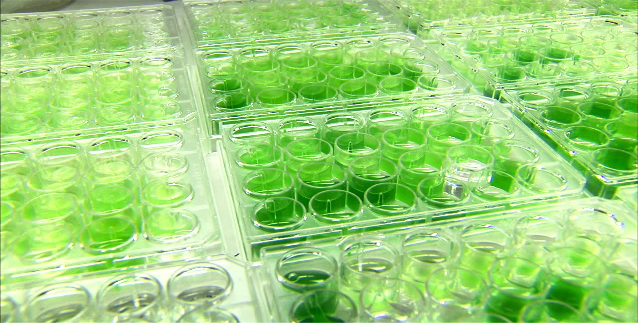 algae-tubes
