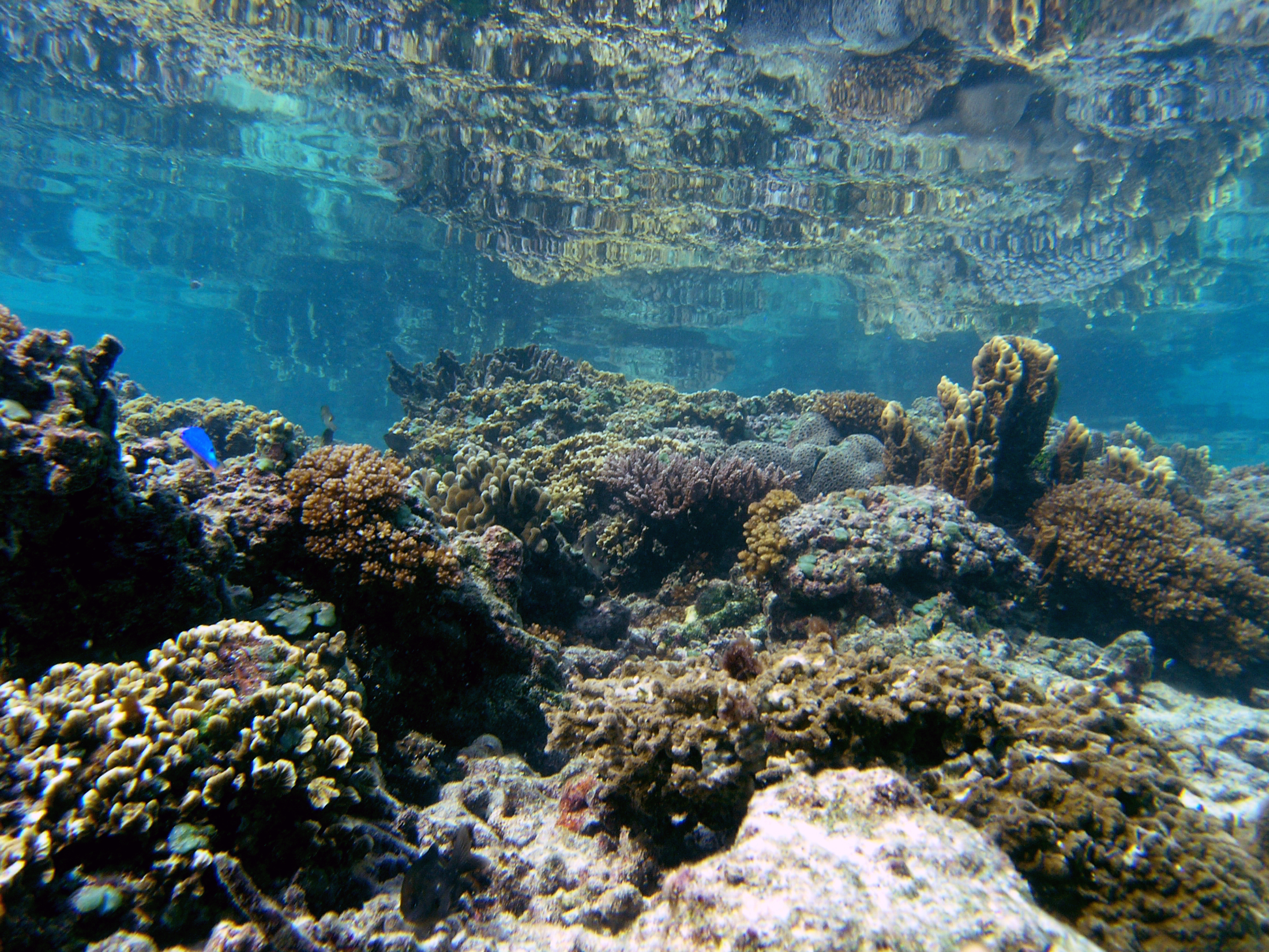 ADB Approves $3.8 Million Support for Development of Coral Reef Insurance