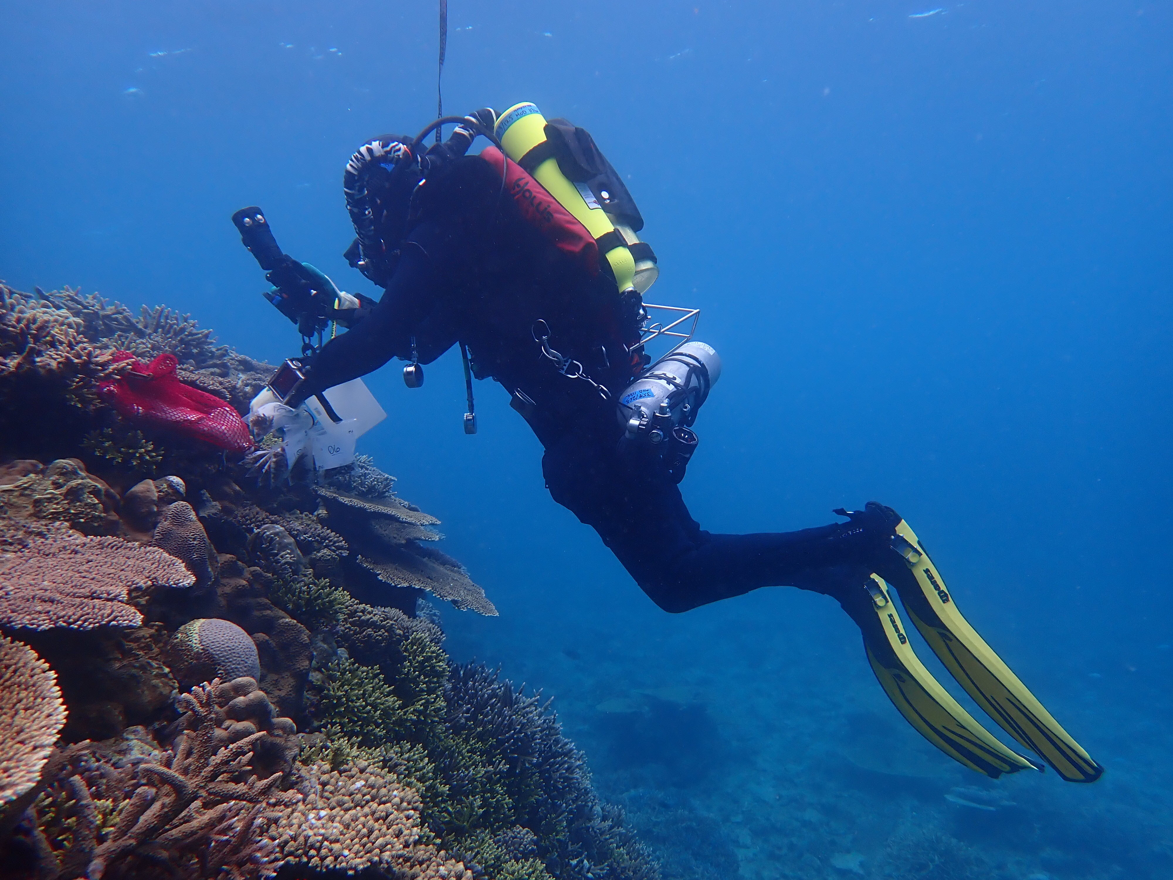 Dan Barshis scuba dives