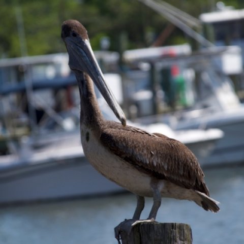 brown-pelican-1