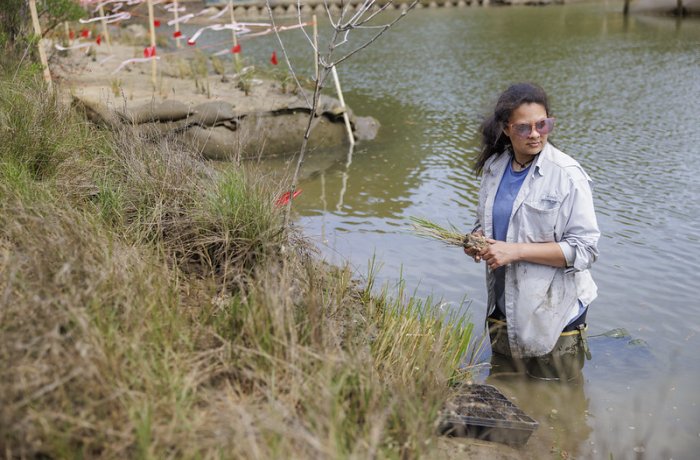 A student stands in the water in a wetlands marsh.