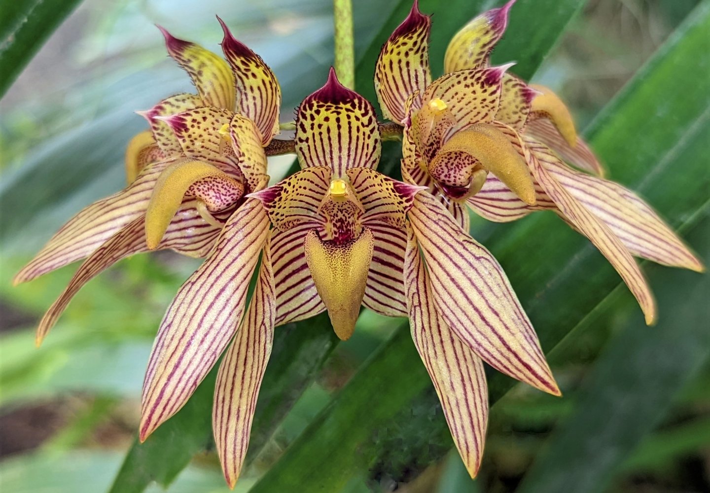 Bulbophyllum Bicolor