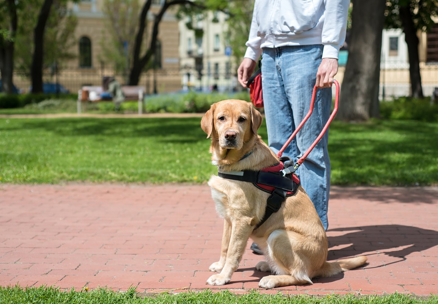 Photo of a service dog