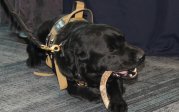 police dog plays with bone