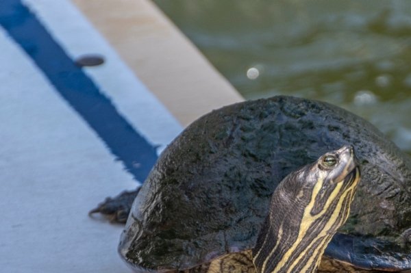 Albert the turtle