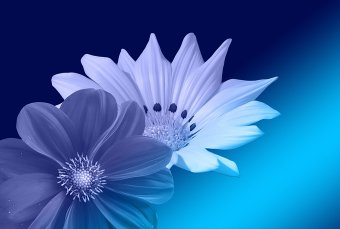 Empathy Flowers